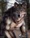 Werewolf_Photomorph_by_Maglot.jpg